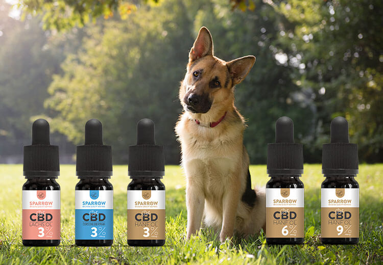 CBD oil – Safe and effective solution for Dogs health problem